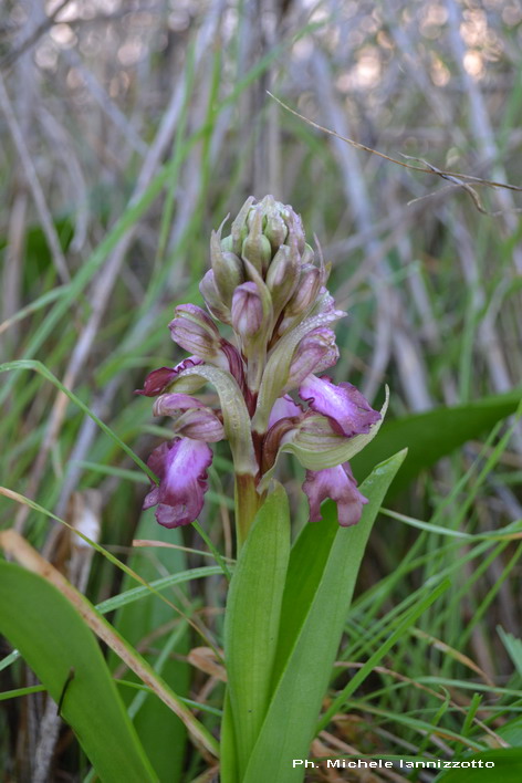 Barlia robertiana